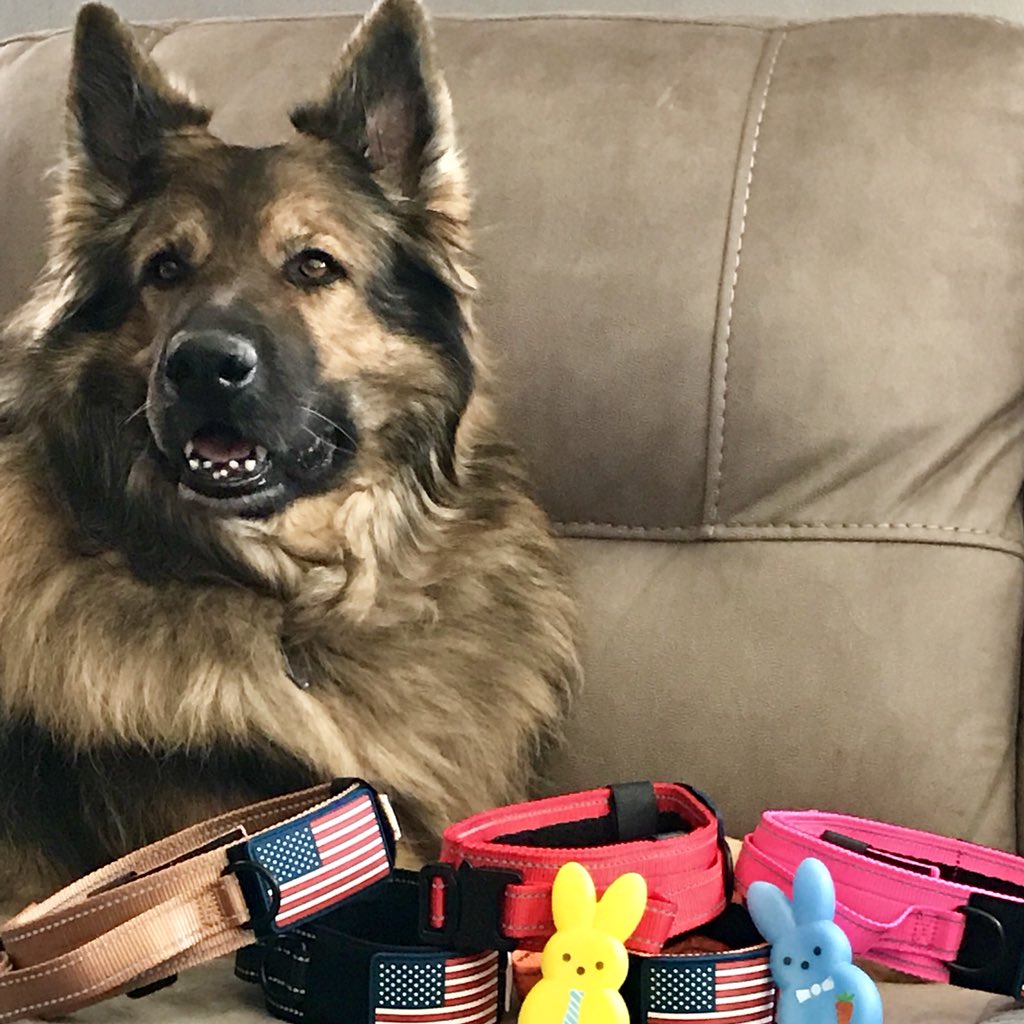 diezelpet's tweet photo. Tactical / Military Style Wide 2” Dog Collars &amp; Handle, USA Flag Patch and Cobra Clasp. Medium To XLarge Dogs adjustable 16”-26” Neck. Amazon Link —> https://t.co/ZS7Jox3iaH
#dogsoftwitter #germanshepherds #k9 #germanshepherds #malinois #pitbull
#canecorso #americanbulldog https://t.co/Tr8cIci70Y