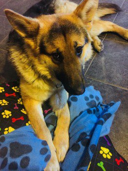 millypod1's tweet photo. 🆘JACK #Lost German Shepherd Dog Male
#Derrygonnelly in #CountyFermanagh #Fermanagh
#NorthernIreland #BT93
#BT72 #BT92 #BT94
https://t.co/ak4drJ2Wn8 https://t.co/GQTna2DYdr