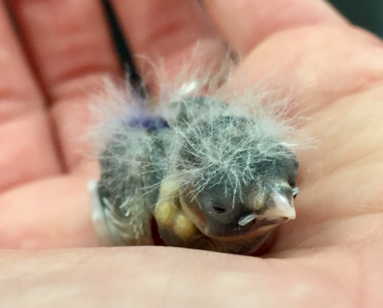 Baby Zebra Finches
