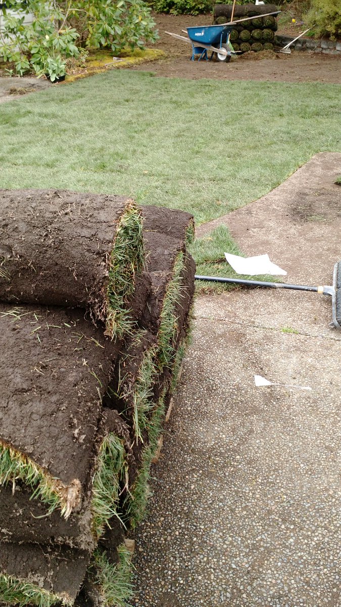 Installing sod on Fox Island today