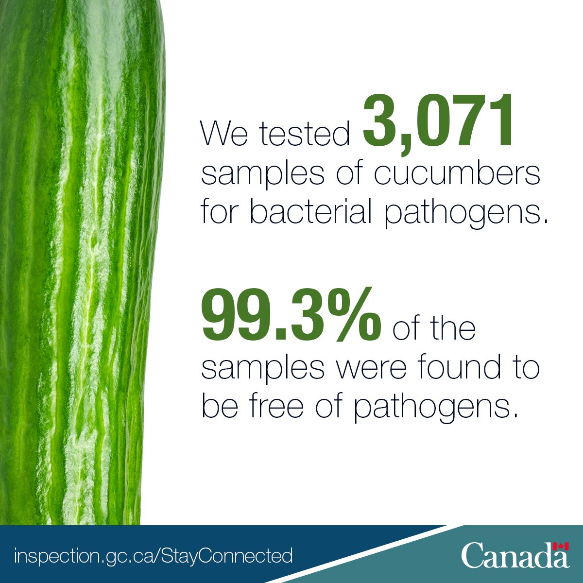 InspectionCan's tweet image. In this month&apos;s #CFIABulletin, we tested for bacterial pathogens in cucumbers. ow.ly/uK3R30j4Ufl #CFIAScience #OpenGovCan