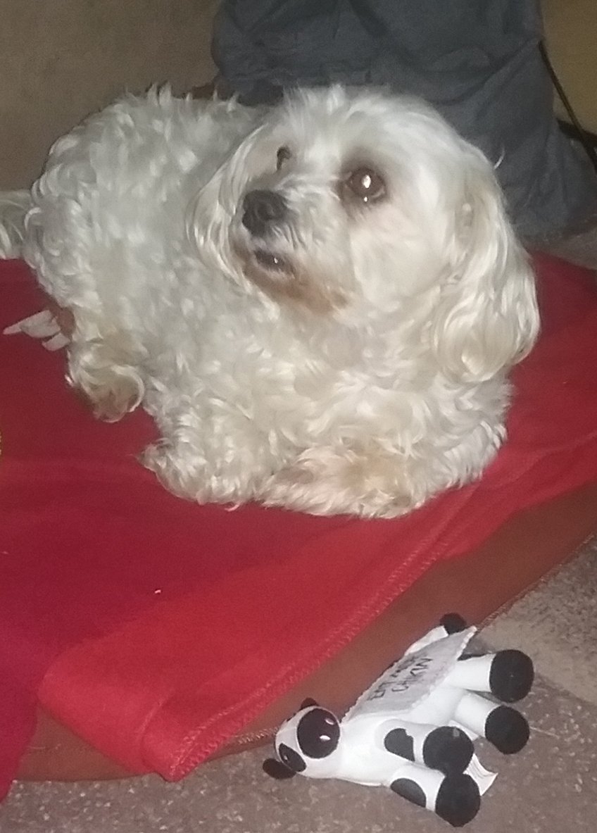 justbeachy74's tweet image. @searsStyle Easter egg hunt plastic eggs filled with treats for this guy #ThisIsStyle