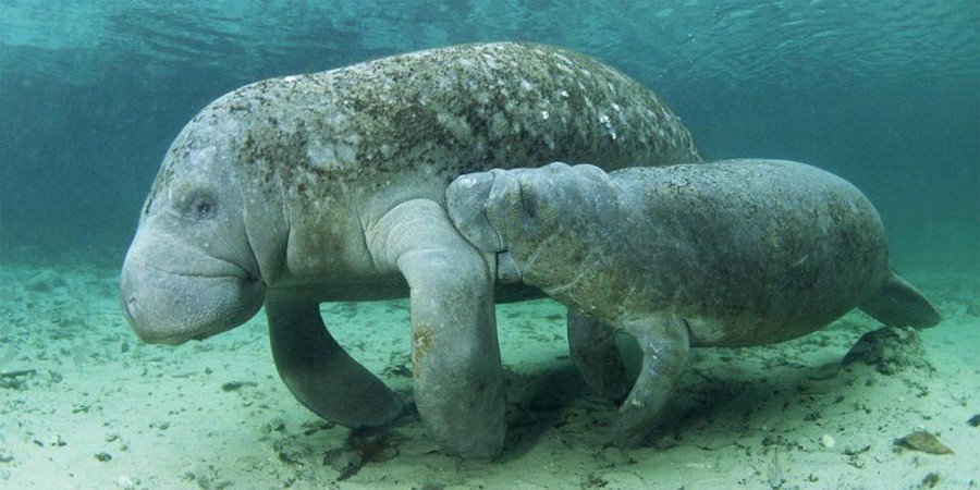 rascalMcCaskill's tweet photo. Happy #ManateeAppreciationDay! (maybe some of my fellow senators could learn a lesson or two from these friendly and docile "Sea Cows"). . . https://t.co/Euv2wBwGA6