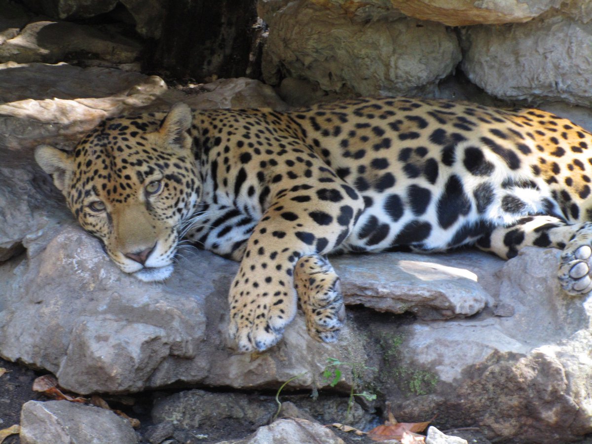 CONANP_mx's tweet photo. En la #SelvaLacandona tenemos una población de más de 200 individuos de #Jaguar (Panthera onca). #PasiónPorLaConservación 🐆 https://t.co/jSTZbSLyYD