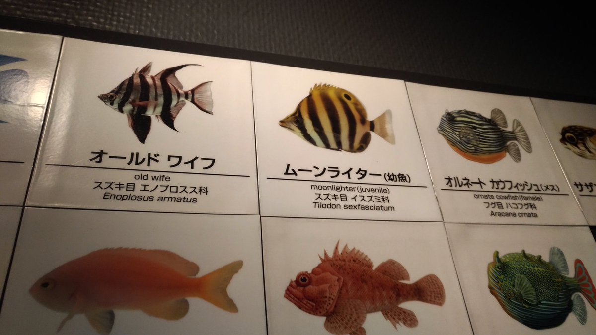 Asa A Twitter この場合ラテン語に近い読み方だとオルナート 英語に近い読み方だとオーネイトですね 呼び名は統一されて欲しいものですが 博識者によって見解が違うのが難点ですね