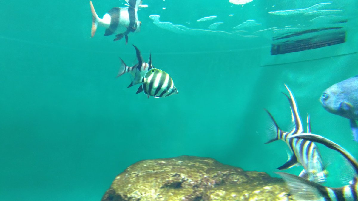 Asa A Twitter この場合ラテン語に近い読み方だとオルナート 英語に近い読み方だとオーネイトですね 呼び名は統一されて欲しいものですが 博識者によって見解が違うのが難点ですね