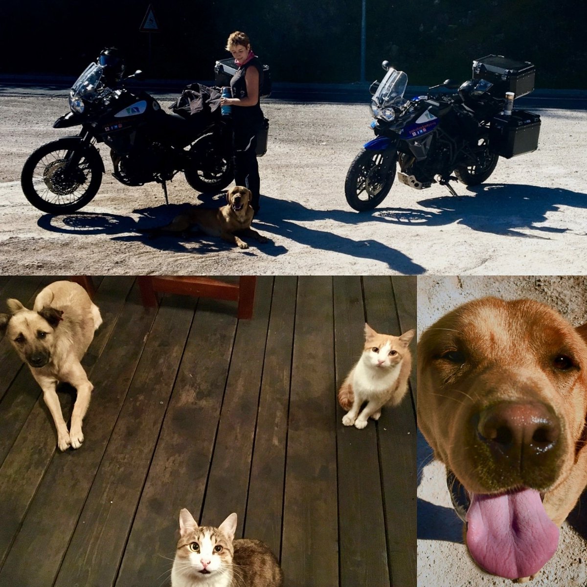 pakobarpayevar's tweet photo. Una de las cosas #maravillosas de  #viajar son los #amigos que te encuentras por el #camino, a veces de dos patas y otras veces de cuatro.... #cronicasdelibertad #viajes #moto #artisticos #LosBalcanes #Croacia #Eslovenia #Bosnia #Montenegro #Albania #Macedonia #Bulgaria #Serbia https://t.co/XCsFEUzzrU