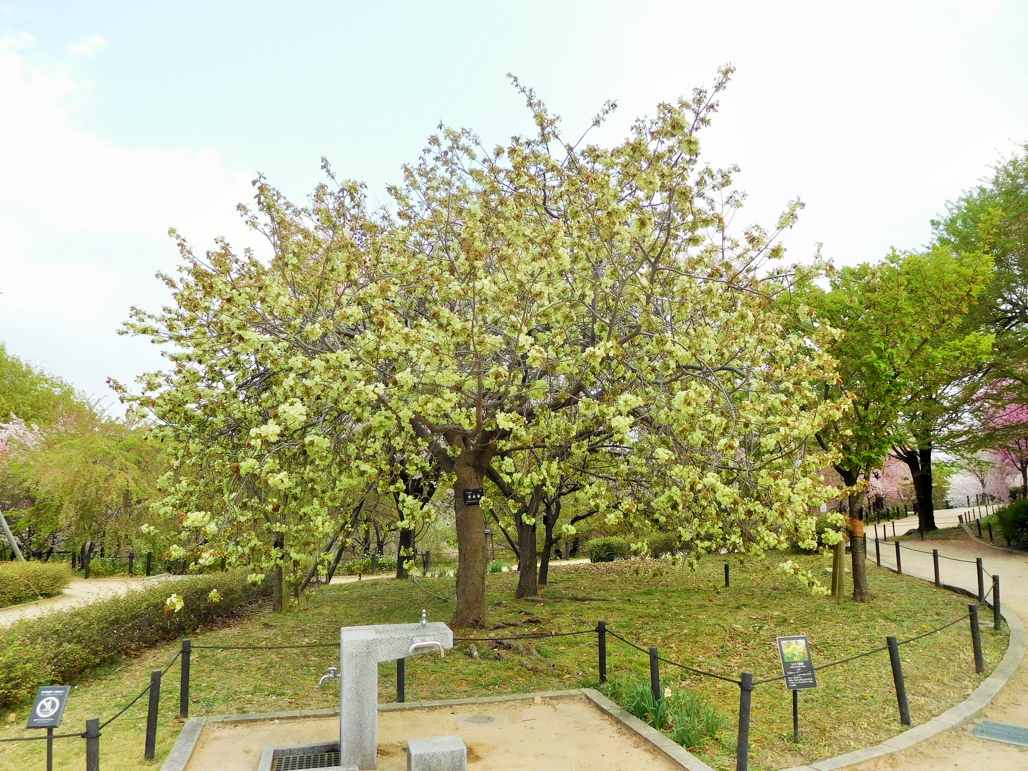 名古屋市東山動植物園 緑色の不思議な桜 御衣黄 が一気に咲き始めました 今年は例年よりも早い開花となっています 桜の回廊の桜も終盤になってきました ぜひお早めにお越しください 東山動植物園 植物園 桜の回廊 御衣黄 T Co Cpjrwgrirs