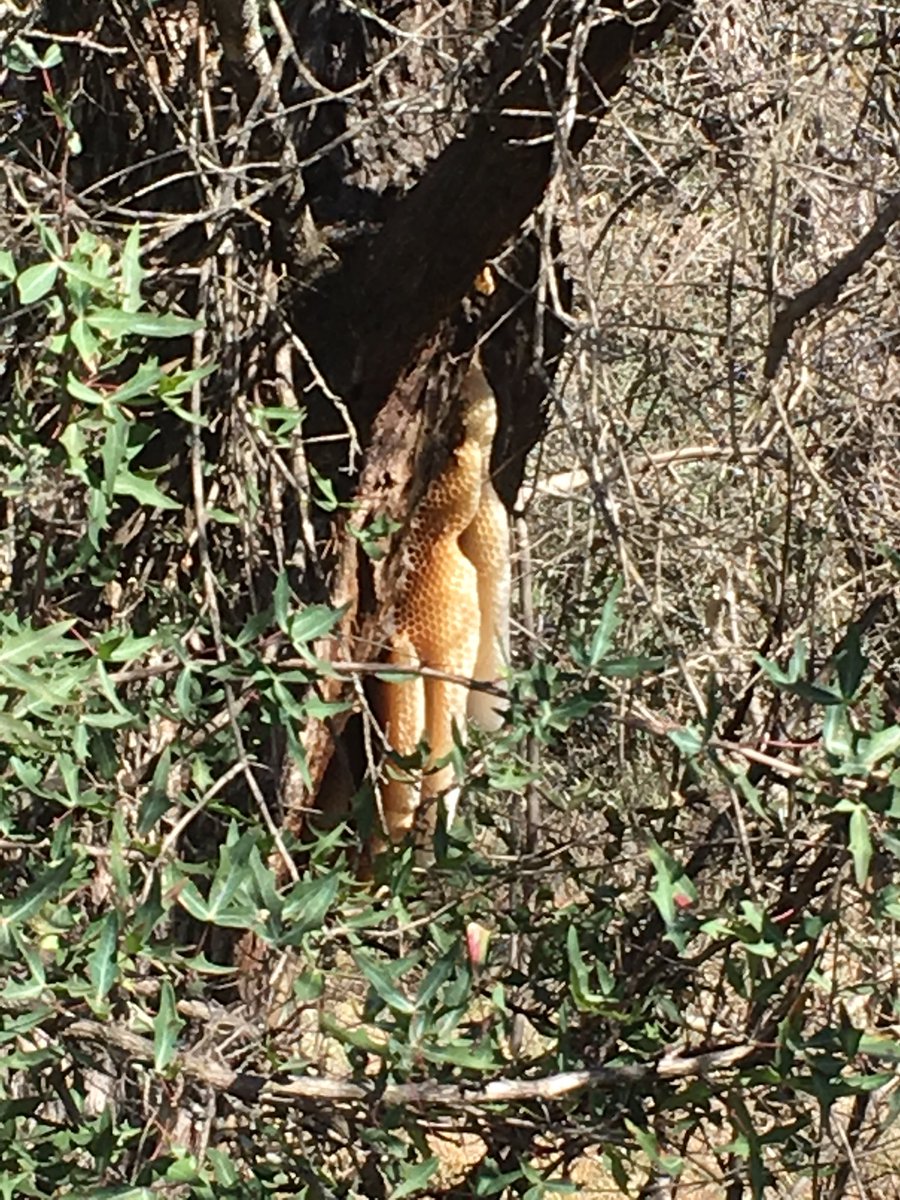KidsOutdoorZone's tweet photo. Part of time outdoors should be exploration. So much to learn on a walk in the park! #nokidleftinside #ministry #kidsoutdoorzone #beecareful https://t.co/adj7YbDJV6