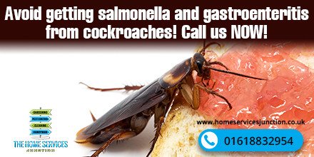 Avoid getting salmonella and gastroenteritis from cockroaches. Give us a call and we’ll be there to save you!
#cockroachcontrol #pestcontrol #pests #pestkillers #homeservicesjunction #pestcontrol 
crwd.fr/2IrBTor