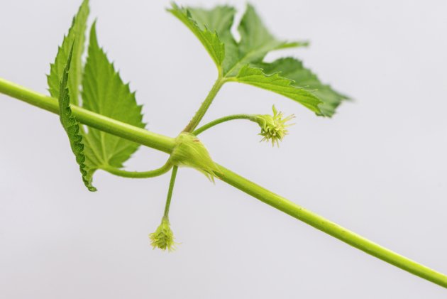 Our scientists screened 900 plant extracts to discover Amarasate, an extract from a specific variety of NZ hops that helps reduce food intake by turning on the body’s “stop eating” signal. Here’s how it works: youtube.com/watch?v=3HfYSA…