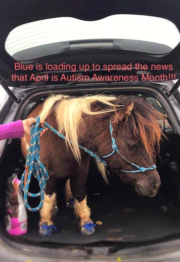 Equestrian Bridges (@equestrianbridg) on Twitter photo 