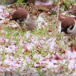 残っている花の蜜を探している雀!雅な姿に胸キュンする人急増!ｗ