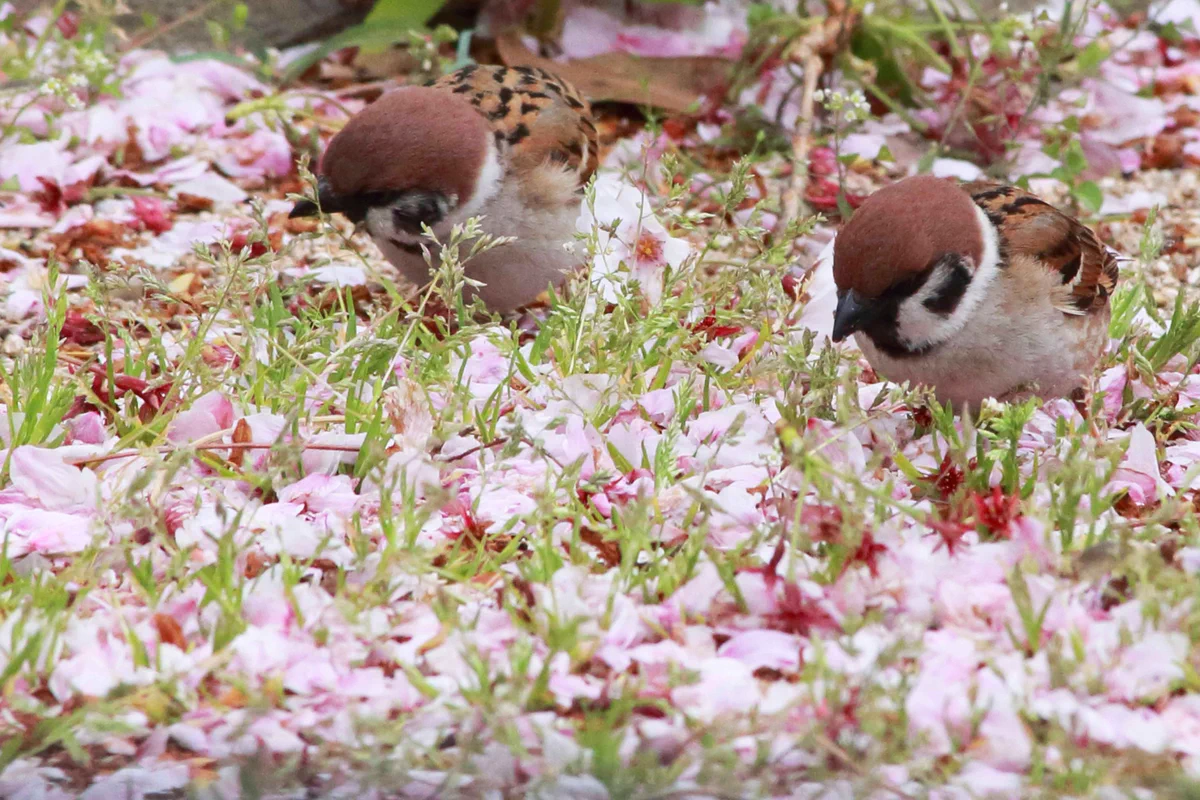 残っている花の蜜を探している雀！雅な姿に胸キュンする人急増！ｗ
