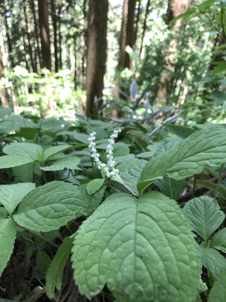 トコハナロジー 印象的な名前の ヒトリシズカとフタリシズカ 花言葉 愛にこたえて いつまでも一緒に