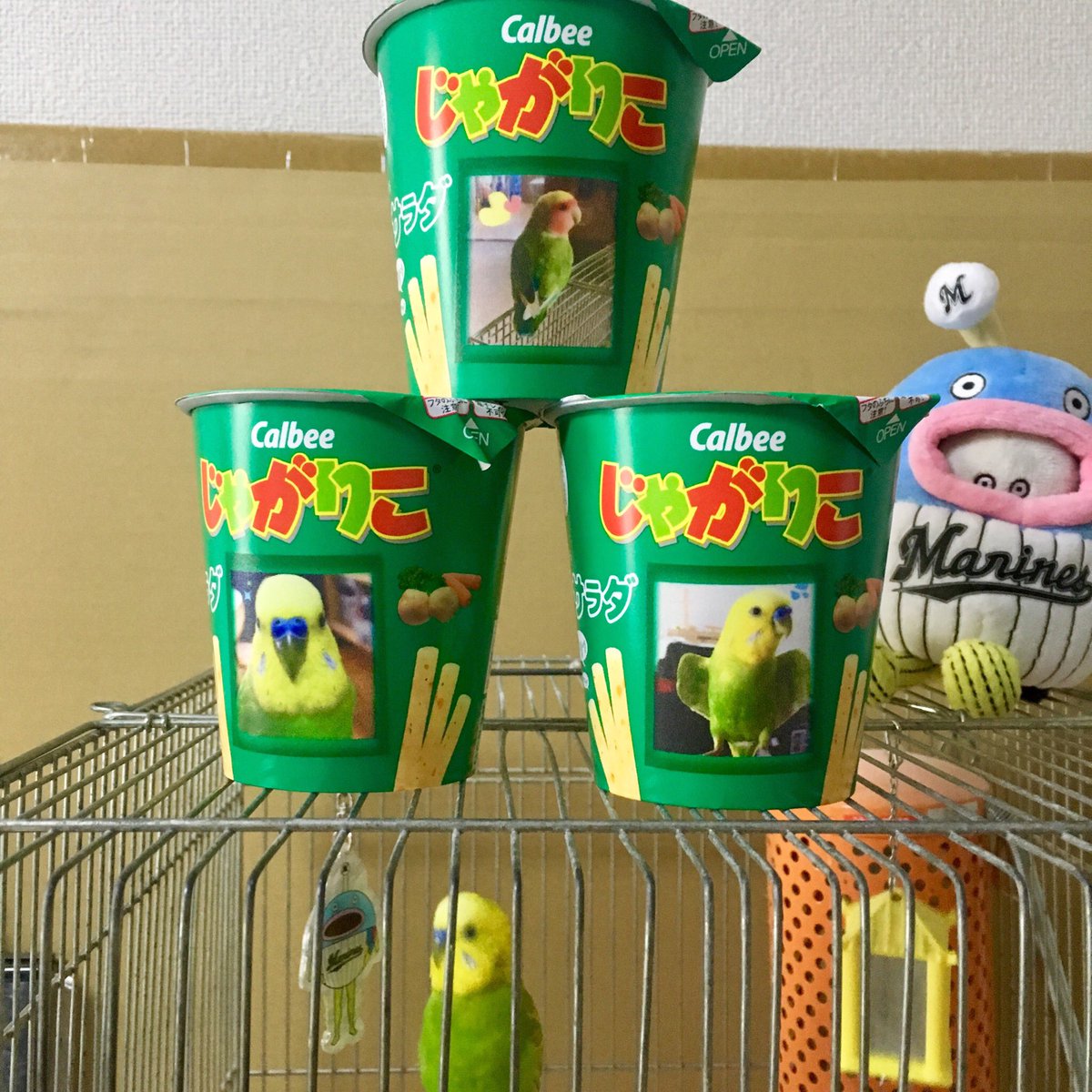 masa_mi04's tweet image. デコじゃがりこ作ってみた！😆
#インコ #セキセイインコ 
#デコじゃがりこ