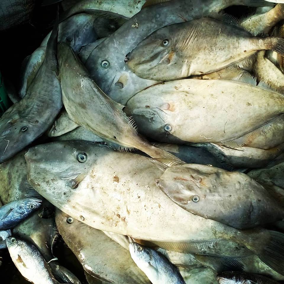 Inseason Fish On Twitter Called By Many Names Unicorn