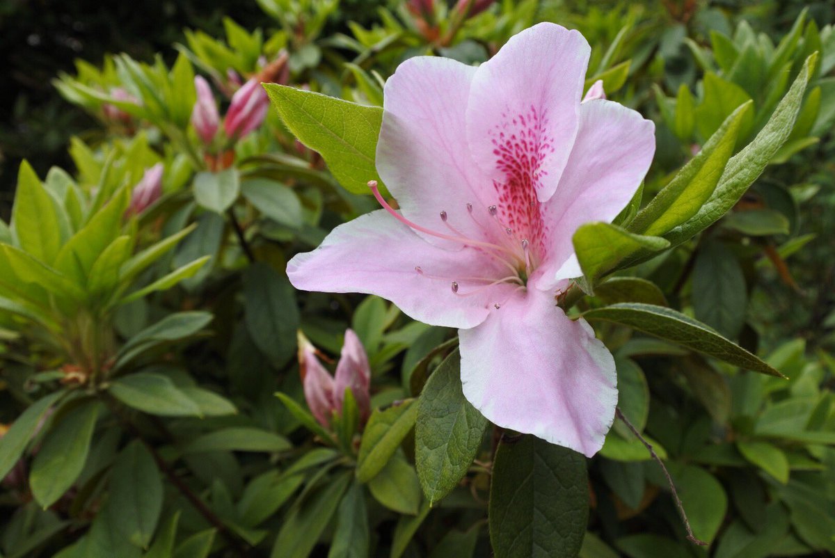 ピュン子 tweet media