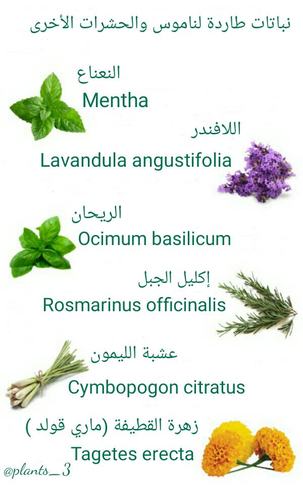 نباتات on twitter نباتات فعالة لصد الناموس بشكل طبيعي وغيرها من الحشرات تزرع على طول مناطق الجلوس في الحديقة او في أحواض عند النوافذ ومدخل المنزل نبات النعناع نبات اللافندر نبات الريحان