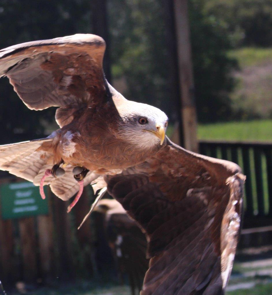 Andre24Social's tweet photo. Coming in for a landing
Eagle Encounters
At Spier Wine Farm 
R310 Baden Powell Drive
Lynedoch
Stellenbosch
Phone: 084 037 5523
Promoting conservation and education, 

#eagleencounters #eagle #birds #bird #birdphoto #birdphotograph #photo #photography #tourism https://t.co/aX1dMfAoPC