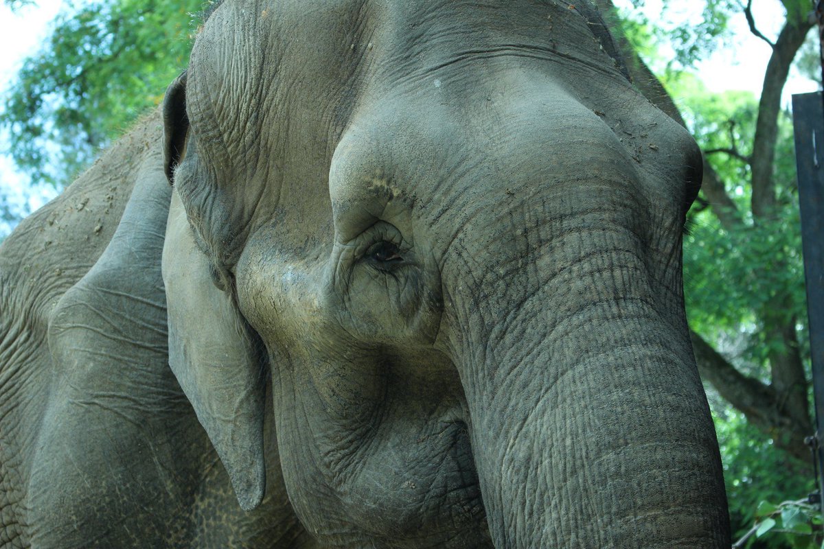 GlobalElephants's tweet photo. Pelusa is very tired, exhausted, it's part of wanting to get her here & just allowing her to relax & reconnect to nature & the world around her. #elephants #PelusaStrong #BigPayback Fundraising Event! MAY 2nd! Dedicated to Pelusa and her specialized needs: https://t.co/FOIQ1gXVFA https://t.co/MboWR2Vjh3
