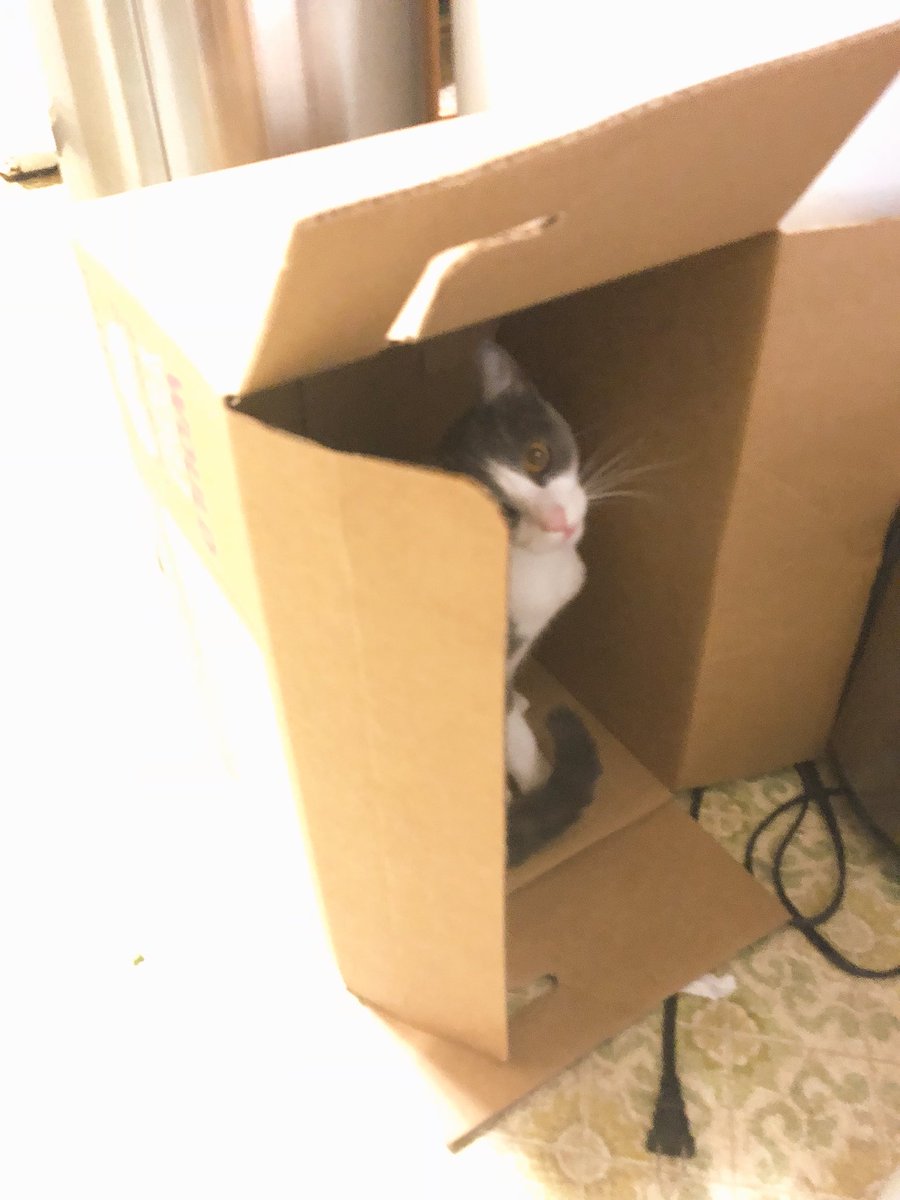 SarahV_L's tweet photo. Hey @Imperfectfruit I found a rare vegetable in my box today, I think it’s called a Cataloupe? https://t.co/obY06PAX86