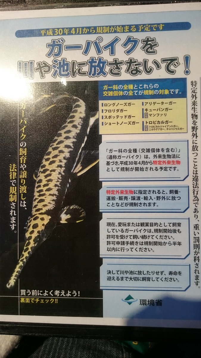 外来魚 外来魚
