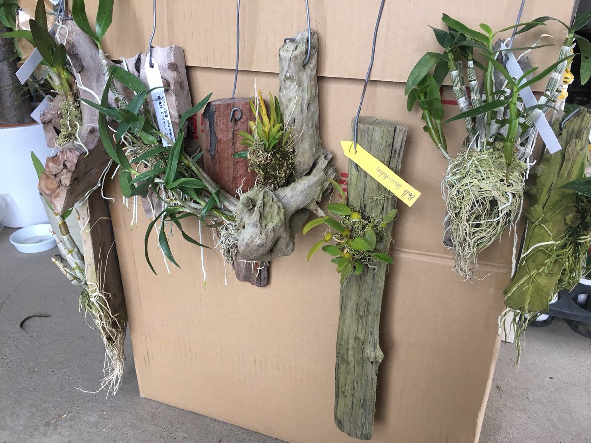 Green Jam على تويتر 本日4 5も10時より営業しております 今年の世界らん展で展示されていたダーウィンの蘭ことアングレカム セスキペダレが入荷 今現在花は咲いてませんが 花持ちよく特徴的な原種蘭です 他にも着生ラン多数入荷です Greenjam 観葉植物専門