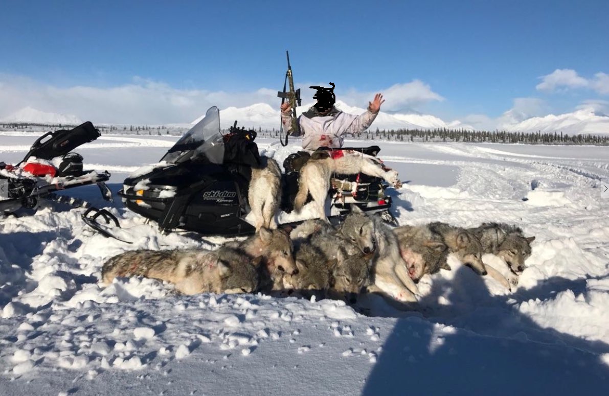 SeaspiritEileen's tweet photo. Protect #Denali #wolves #BanTrophyHunting #Stand4Wolves #SaveDenaliWolves #ProtectDenaliWolves
A entire pack murdered by AR15. Plz take ACTION . #Alaska protect your wolves! @nytimes @washingtonpost @nywolforg
โผ๏ธPlease take action here:
https://t.co/o5XPvNSj91. RT https://t.co/2DfU1yc2Kb