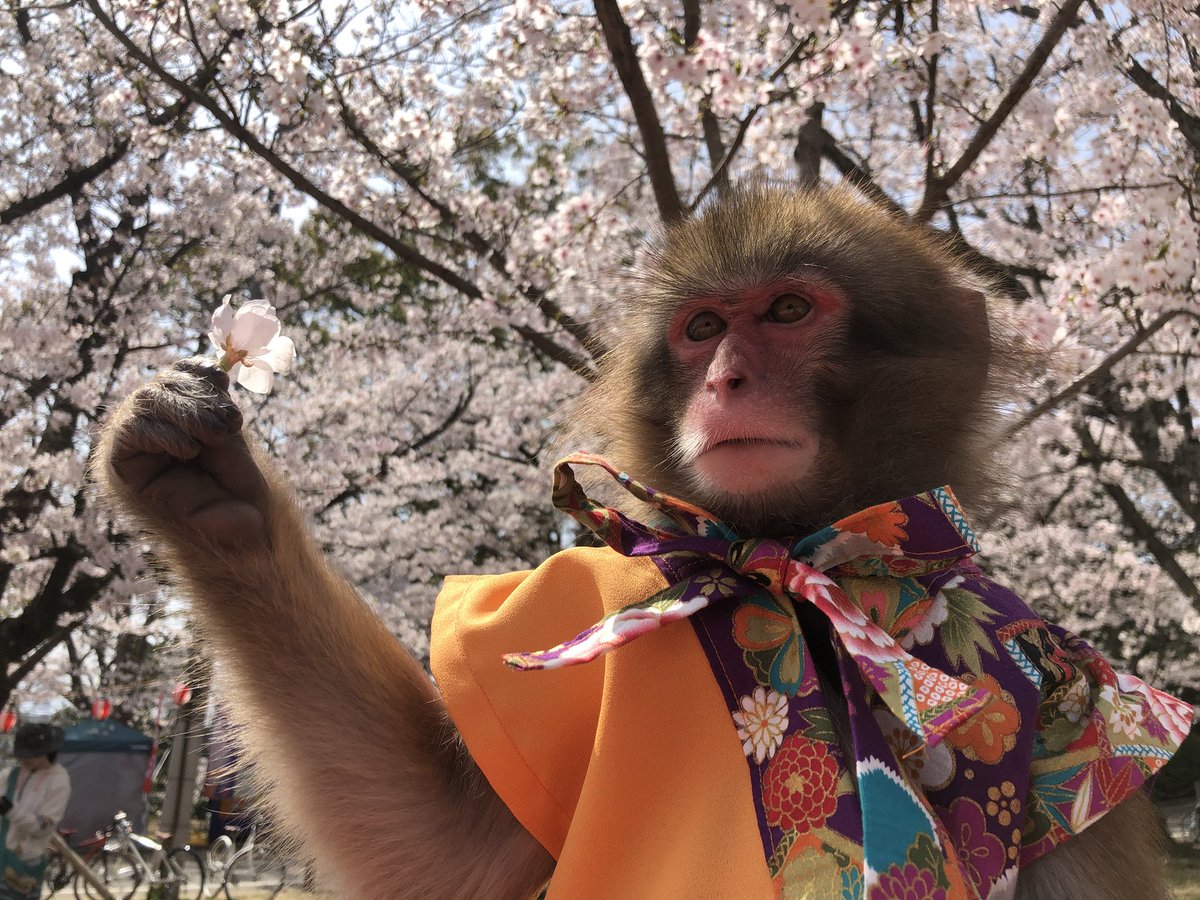 robin6132's tweet photo. 実は昨日にて西公園でのショー終了しました…
西公園桜の���期に見にきてくれてありがとう！！
25日には神戸に移動してしまうけど、見にきてくれた人にパワーもらったので頑張ります！！
今年は天気に恵まれてた〜！
幸せ〜 https://t.co/sBC0HF6YX2