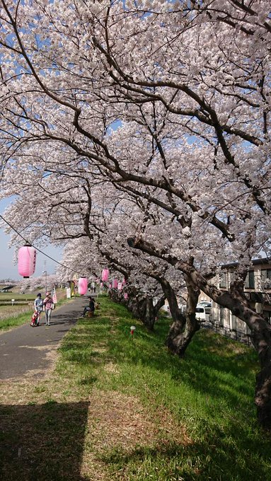 四日市市で桜のお花見をするなら海蔵川沿いがおすすめ ライトアップもあるよ まめキッドの豆知識