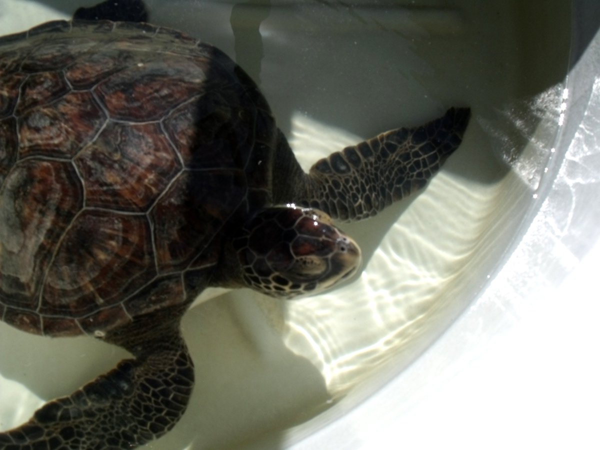 ExpLatinAmerica's tweet photo. Our first stop is in La Coronilla (UY) @karumbeuy, an NGO with the important mission to study and protect #seaturtles. https://t.co/vKKd0Cbch2