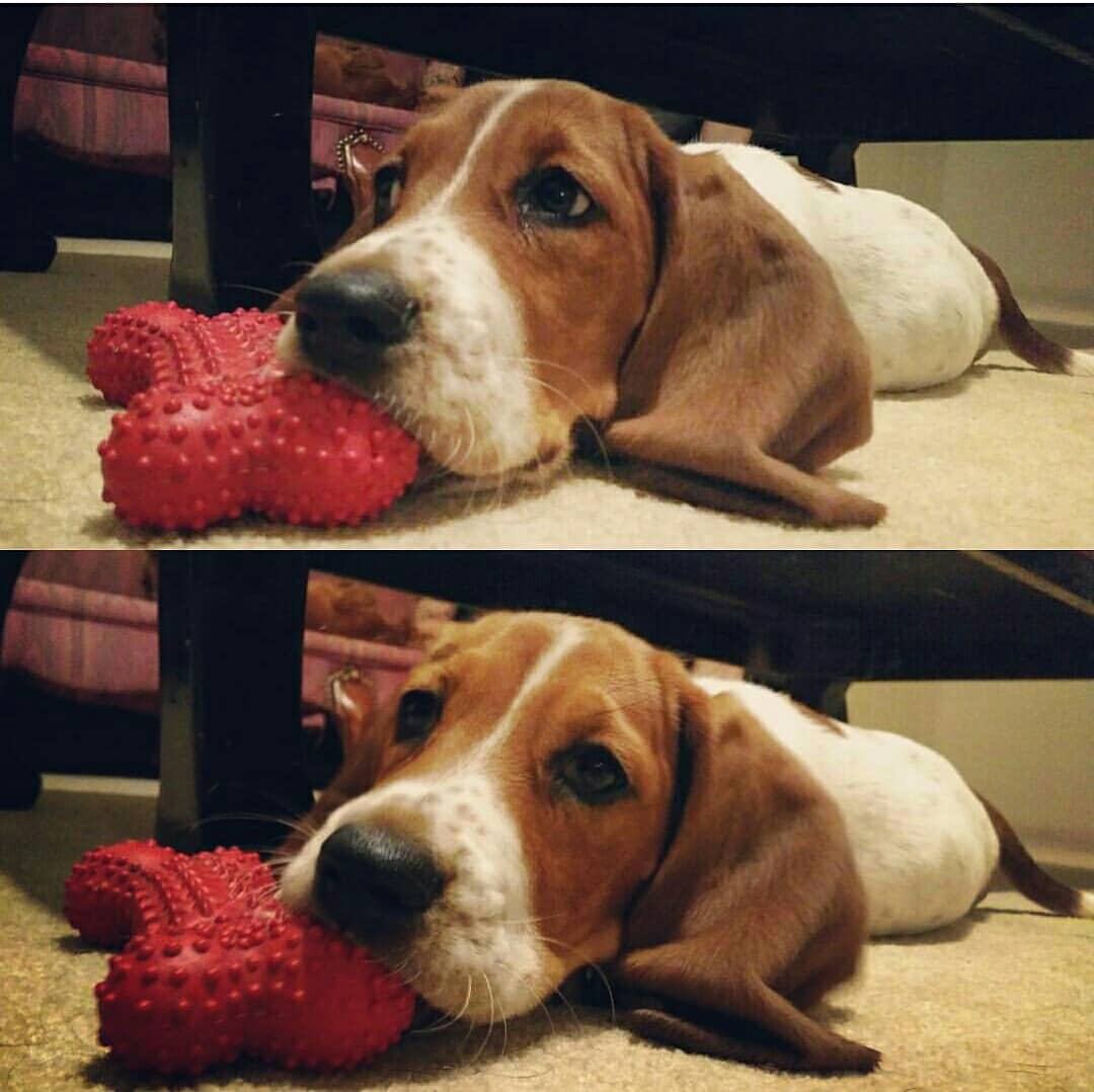 Max has a new chew toy! 🐶🐕🐾