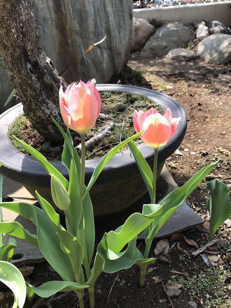 るる子 うちのチューリップも咲き出しました 地植えで植えっぱなしという放置管理なので 咲いてくれるだけでありがたいです