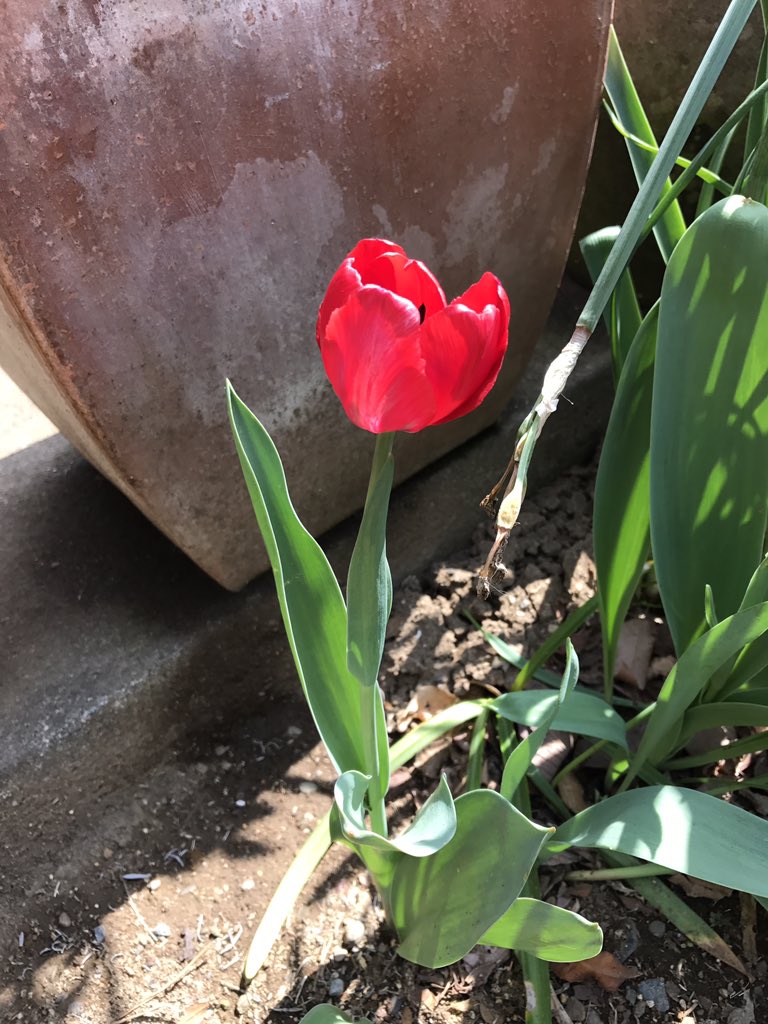 るる子 うちのチューリップも咲き出しました 地植えで植えっぱなしという放置管理なので 咲いてくれるだけでありがたいです