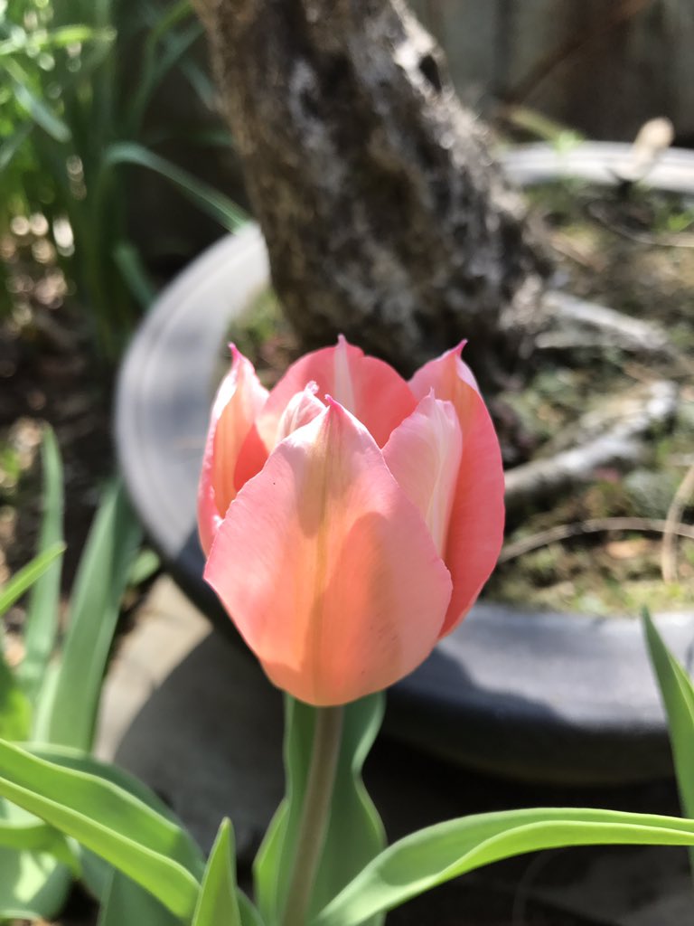 るる子 うちのチューリップも咲き出しました 地植えで植えっぱなしという放置管理なので 咲いてくれるだけでありがたいです