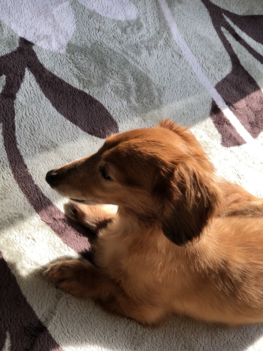 今起こしたやつでてこいよ、、

#いぬの気持ち🐶