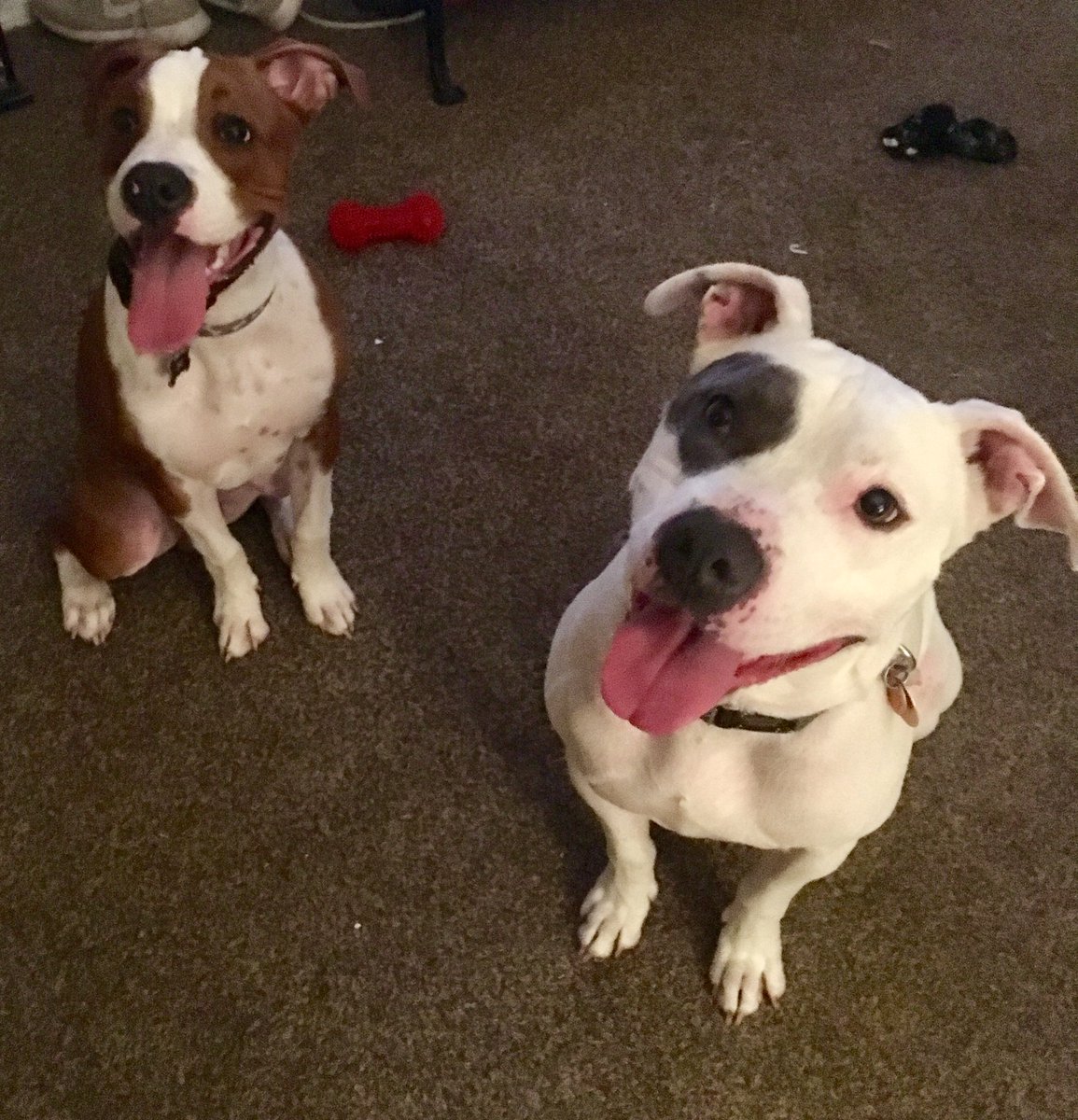 krishnaloya's tweet photo. #ourson #King #ournephew #Petey #pitties https://t.co/tHIy8WloJl