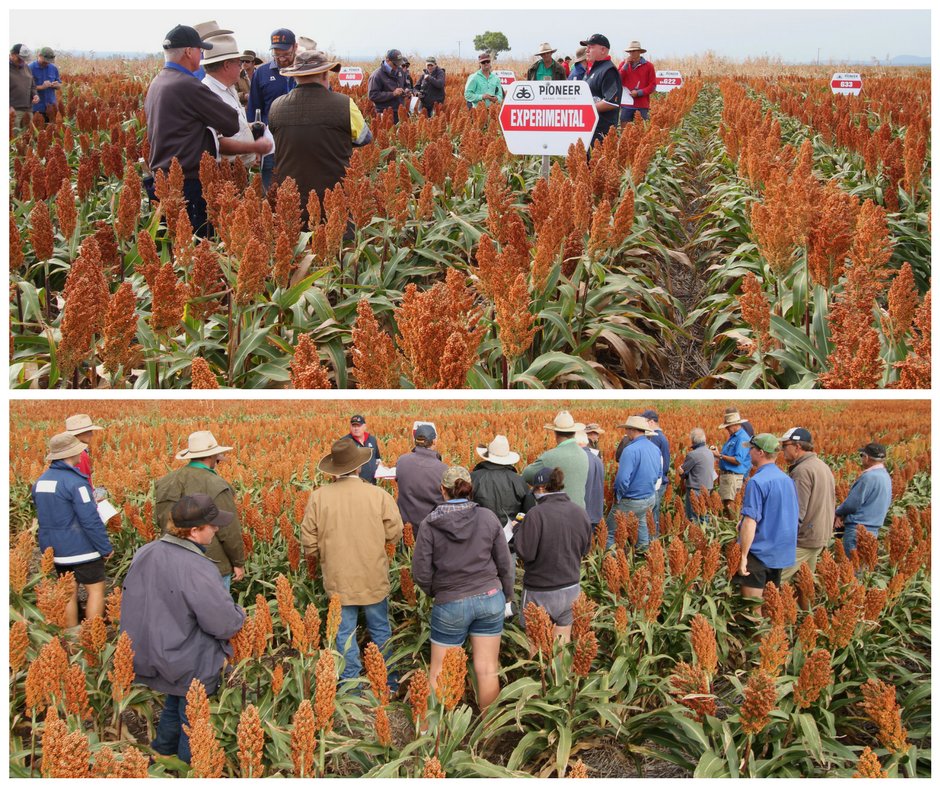 pioneerseedsau's tweet image. Sorghum Lead Rob Crothers tells growers at #Bundella NSW about experimental products like Inzen™ herbicide tolerant sorghum. Pioneer® brand Research Agronomists continually #pushingtheboundaries of tech in the #pursuitofexcellence to bring growers the #bestproductspossible.