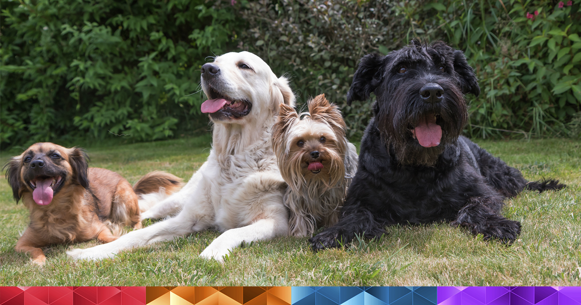 MyHempology's tweet photo. These dogs are hardcore chilling with CBD dog treats! 
#chill #anxiety #cbd https://t.co/HarkDik5Ug https://t.co/KCfqZWKe8q