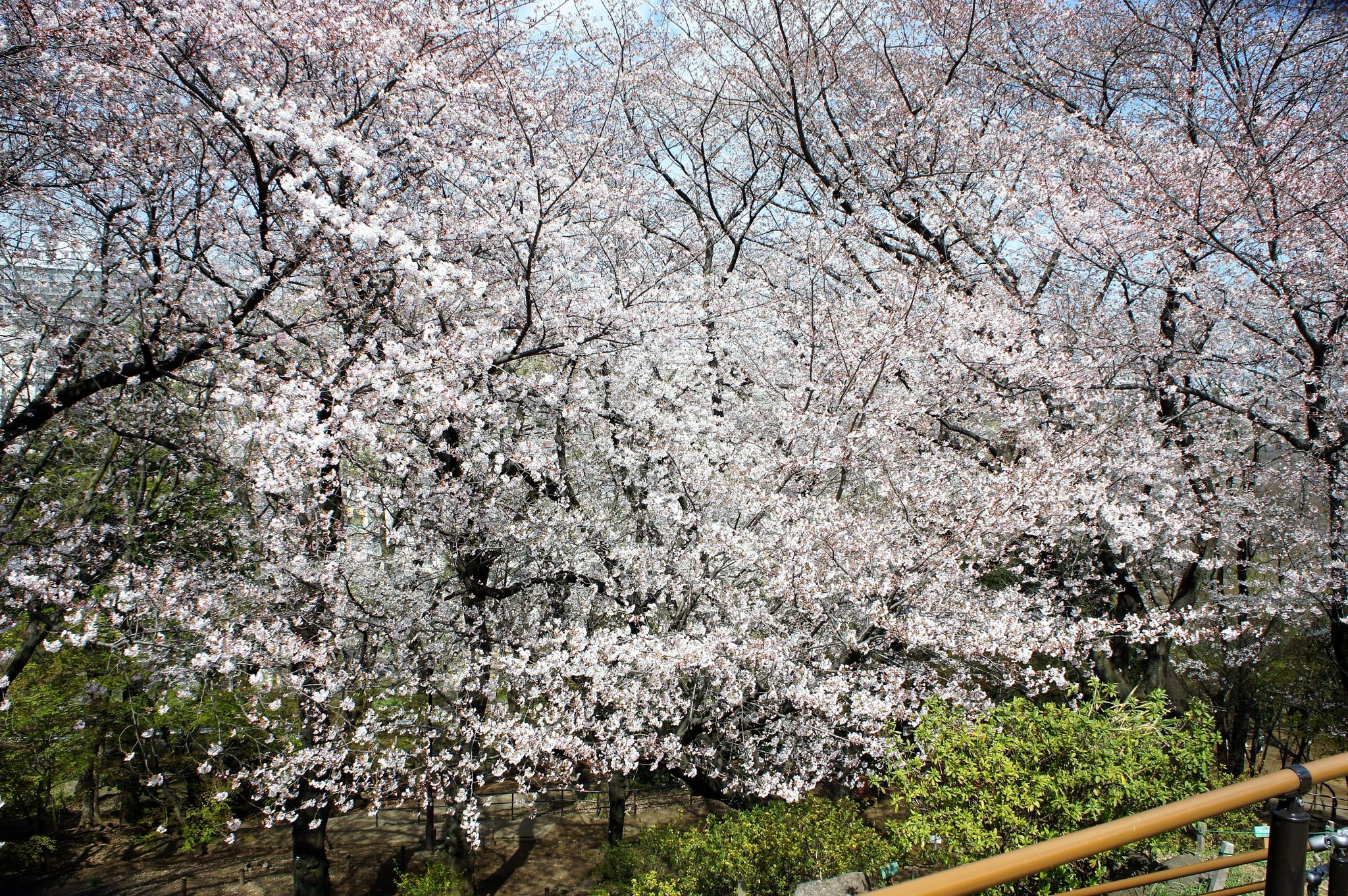 都立戸山公園 園長の採れたて情報 今日の箱根山の桜です 頂上から桜の間に新宿の高層ビルが見えます 間もなく散り始めます 箱根山の斜面に雪が降ったようになります 去年の様子をお楽しみください