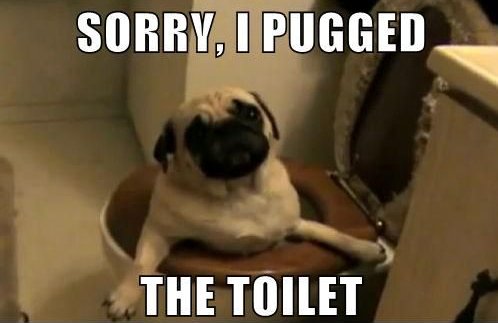 RobWestPlumbing's tweet photo. this pug "pugged" the toilet...call us and we will "unpugg" it lol! https://t.co/0VZjWsuzmz