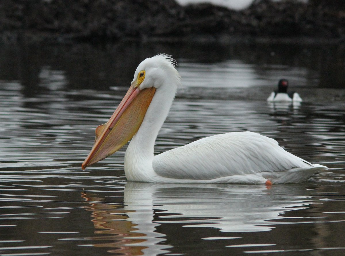 Have you ever spotted pelicans on your Wisconsin Great River Road adventure? Photo Credit: David Meixner wigrr.com #travel #birding #wisconsinscenicbyway #wigreatriverrd #wigrr #roadtrip #pelicans #mississippiflyway #mississippiriver