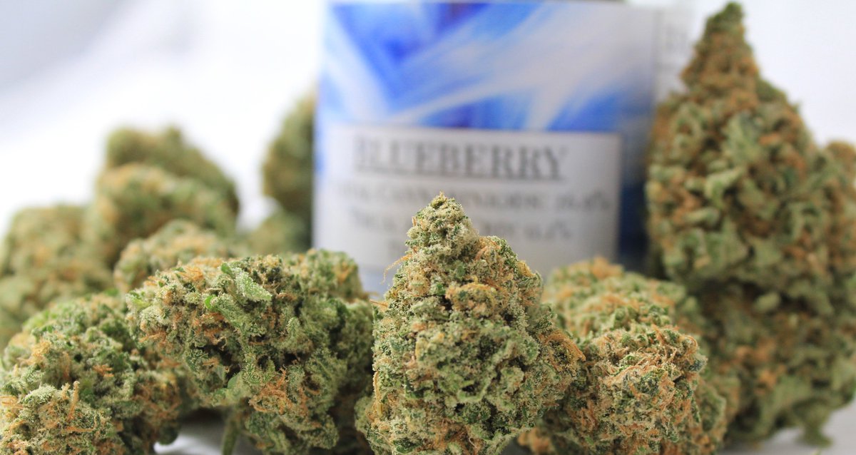 AlisGroup's tweet photo. #Blueberry #madness is here for a limited time!
#alisgroup #tahomaflavors #cannabis #marijuana #herb #ganja #LavaRocks #terpene #trichome #cannabinoid #washington #seattle #thc #strain #hightimes #strainhunters #highlife #indica @DOPE_Magazine #dank #fire #kief #reefer #budtender https://t.co/LMjcoFsOLr