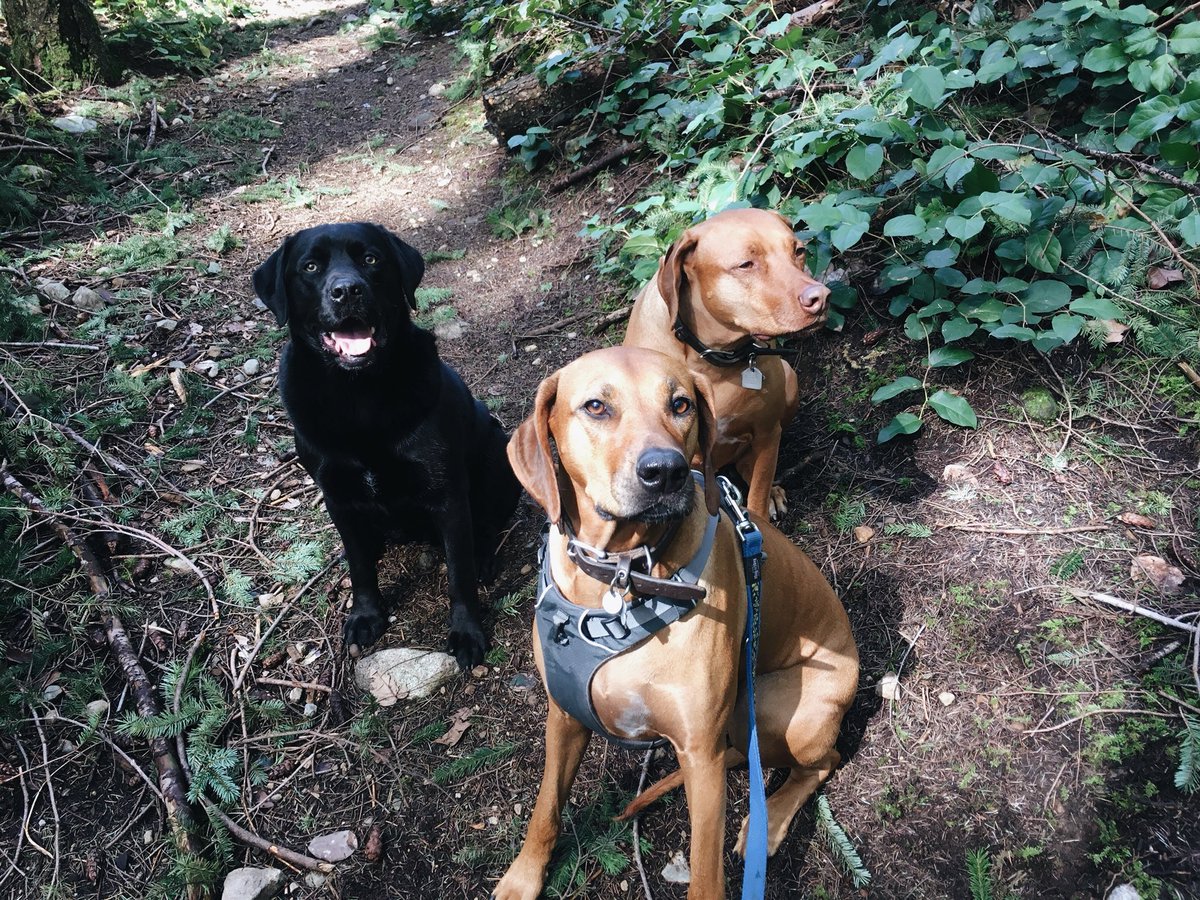 Django, Rosco and Aria enjoying some sun today! ☀️