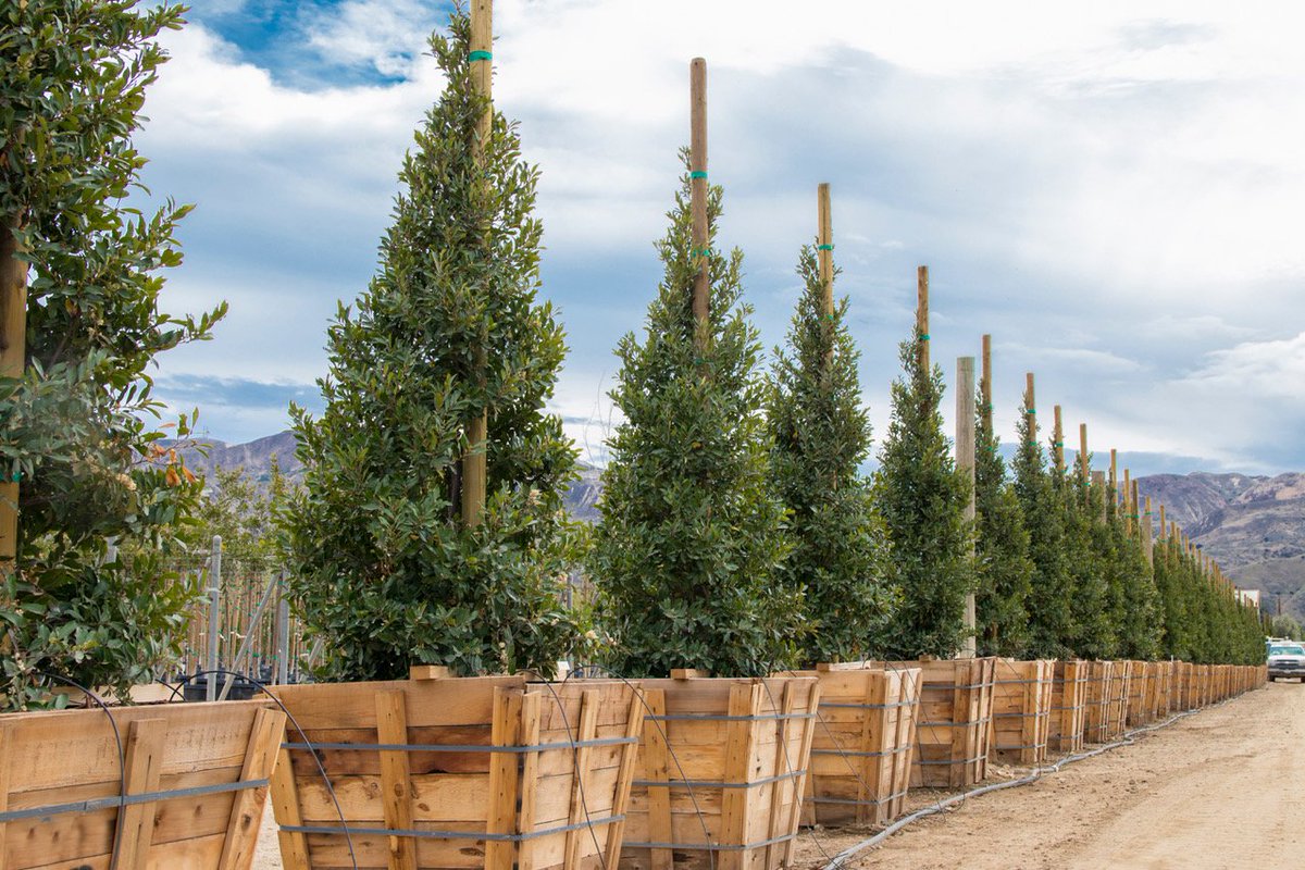 budgetplants1's tweet image. We’ve got our ducks in a row. I mean Carolina cherry trees! 😆 Tip: These are drought tolerant and work well for topiaries. 
#landscapetips #carolinacherry #gardens #gardendesign #topiary #happyplanting #budgetplants