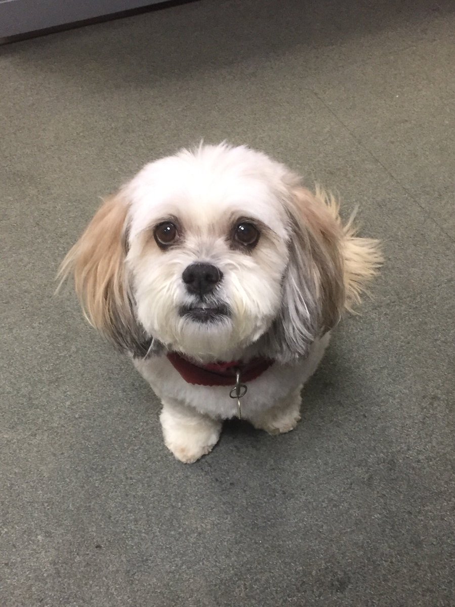 Bridget_Jones_'s tweet photo. What’s a nice dog like me tweeting in a place like this?  .  .  .  .  #bridget_jones_dog #dogsoftwitter #dogs #lhasaapso #cutedogs #cutedog #dog #bridgetjones #lhasa https://t.co/kX84CKL5vd