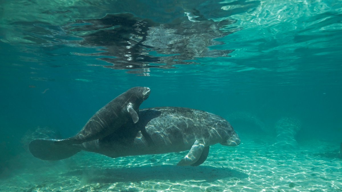 Discovery's tweet photo. Take the day to eat, sleep, and travel underwater because it's #ManateeAppreciationDay 🐟 https://t.co/MxMQPDiOvT