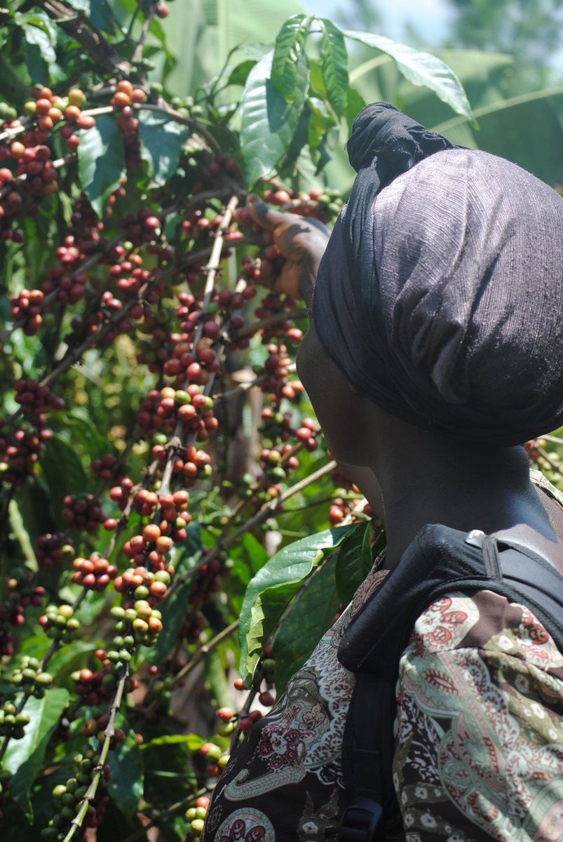 GeoTraceability (@geotraceability) on Twitter photo "Do you know where your coffee comes from?" Our friends at <a href="/chimneyfirec/">Chimney Fire Coffee</a> have written an interesting blog on this from a specialty coffee perspective: buff.ly/2pLrs8D
#Coffee #traceability #knowwhereitsfrom #Africa #coffeeroasters #farming "Do you know where your coffee comes from?" Our friends at <a href="/chimneyfirec/">Chimney Fire Coffee</a> have written an interesting blog on this from a specialty coffee perspective: buff.ly/2pLrs8D
#Coffee #traceability #knowwhereitsfrom #Africa #coffeeroasters #farming