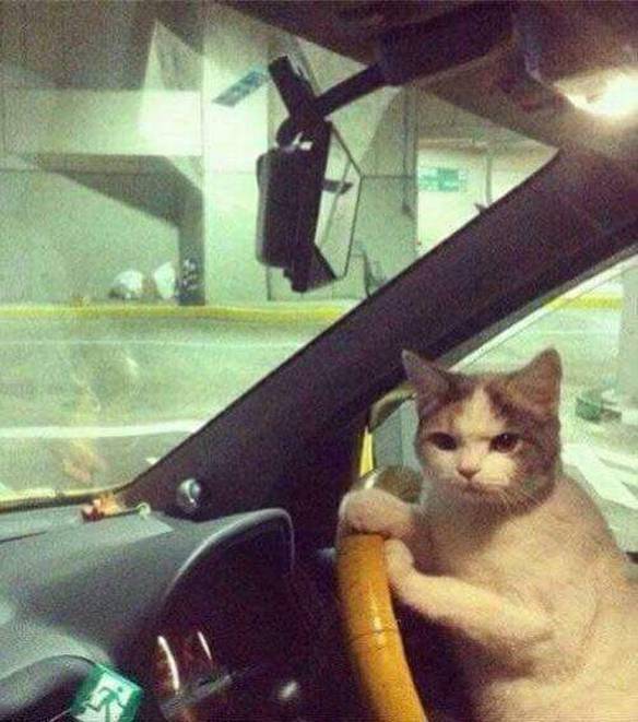 leandromoc's tweet image. Entre No Carro, Te Explico No Caminho!

.